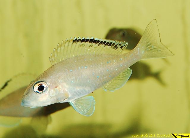 Xenotilapia spilopterus 'Cape Kachese'